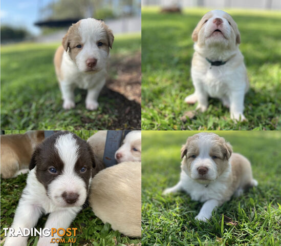 9 PUREBRED, LONGHAIRED WHEAT OR CHOC BORDER COLLIE PUPPIES / BRISBANE