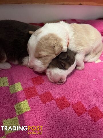 9 PUREBRED, LONGHAIRED WHEAT OR CHOC BORDER COLLIE PUPPIES / BRISBANE