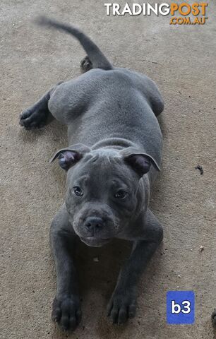 PURE BLUE STAFFODSHIRE TERRIER PUPPIES