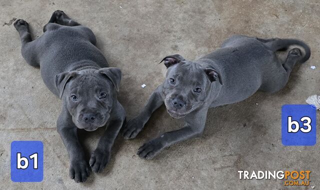 PURE BLUE STAFFODSHIRE TERRIER PUPPIES