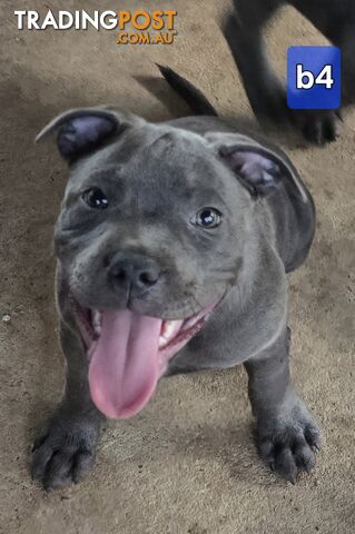 PURE BLUE STAFFODSHIRE TERRIER PUPPIES