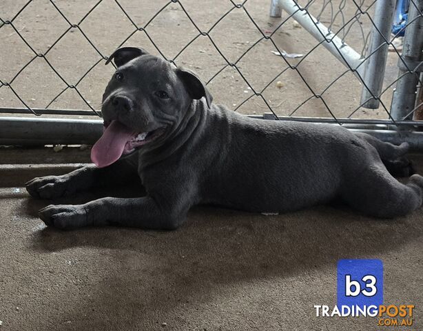 PURE BLUE STAFFODSHIRE TERRIER PUPPIES