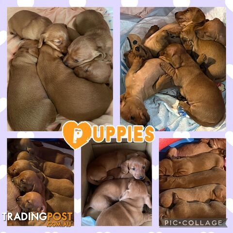 Purebred Red Mini Dachshund Puppies