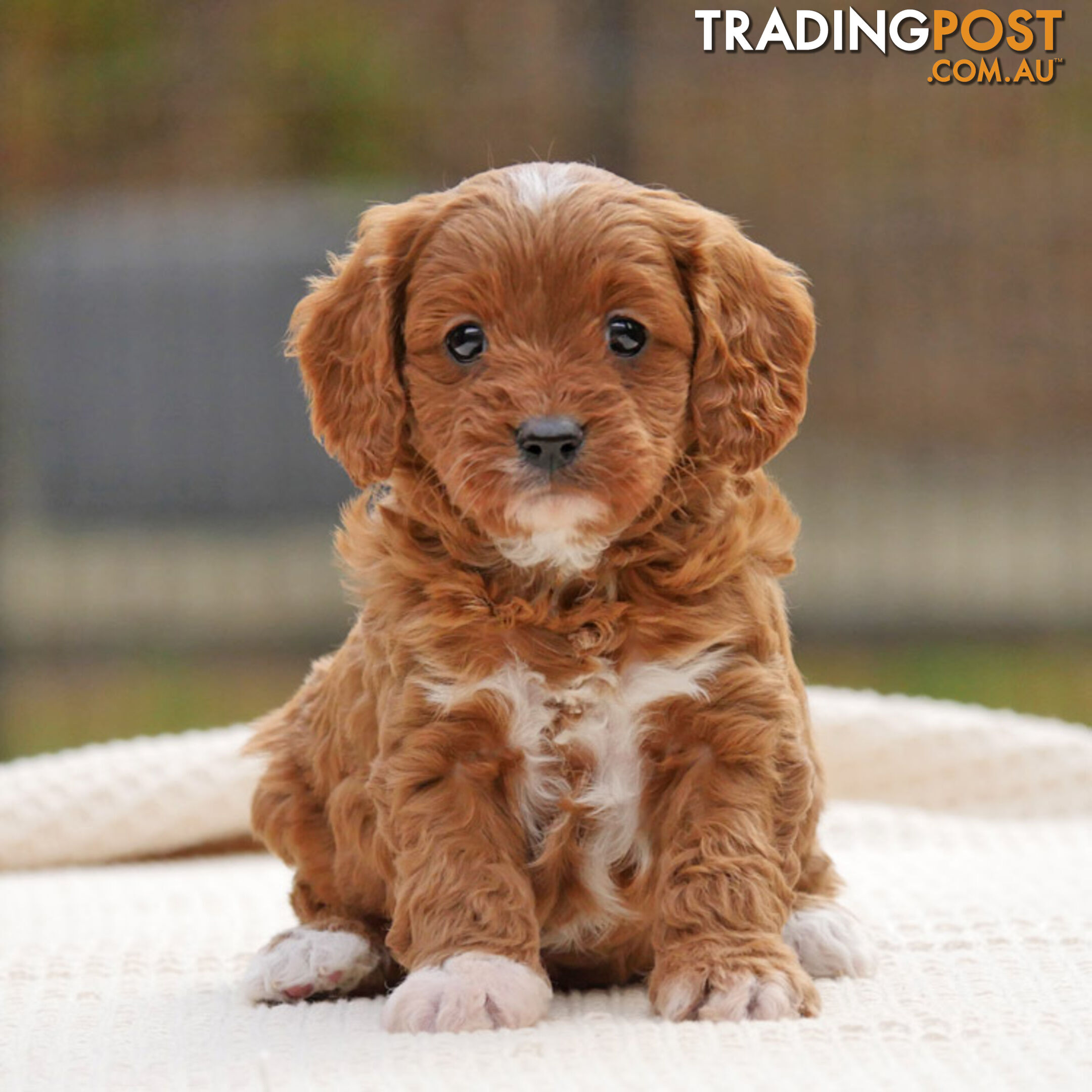 CAVOODLE PUPPIES | REGISTERED BREEDER | DNA CLEARED