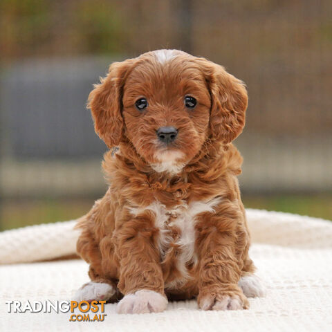 CAVOODLE PUPPIES | REGISTERED BREEDER | DNA CLEARED