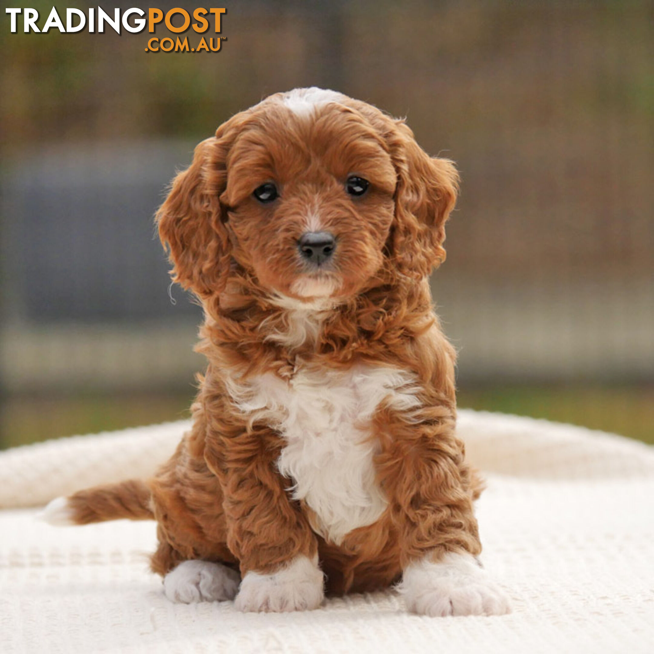 CAVOODLE PUPPIES | REGISTERED BREEDER | DNA CLEARED