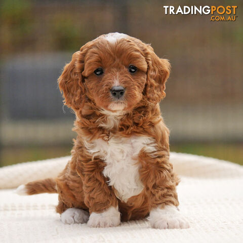 CAVOODLE PUPPIES | REGISTERED BREEDER | DNA CLEARED