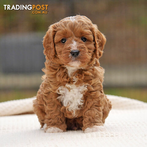 CAVOODLE PUPPIES | REGISTERED BREEDER | DNA CLEARED