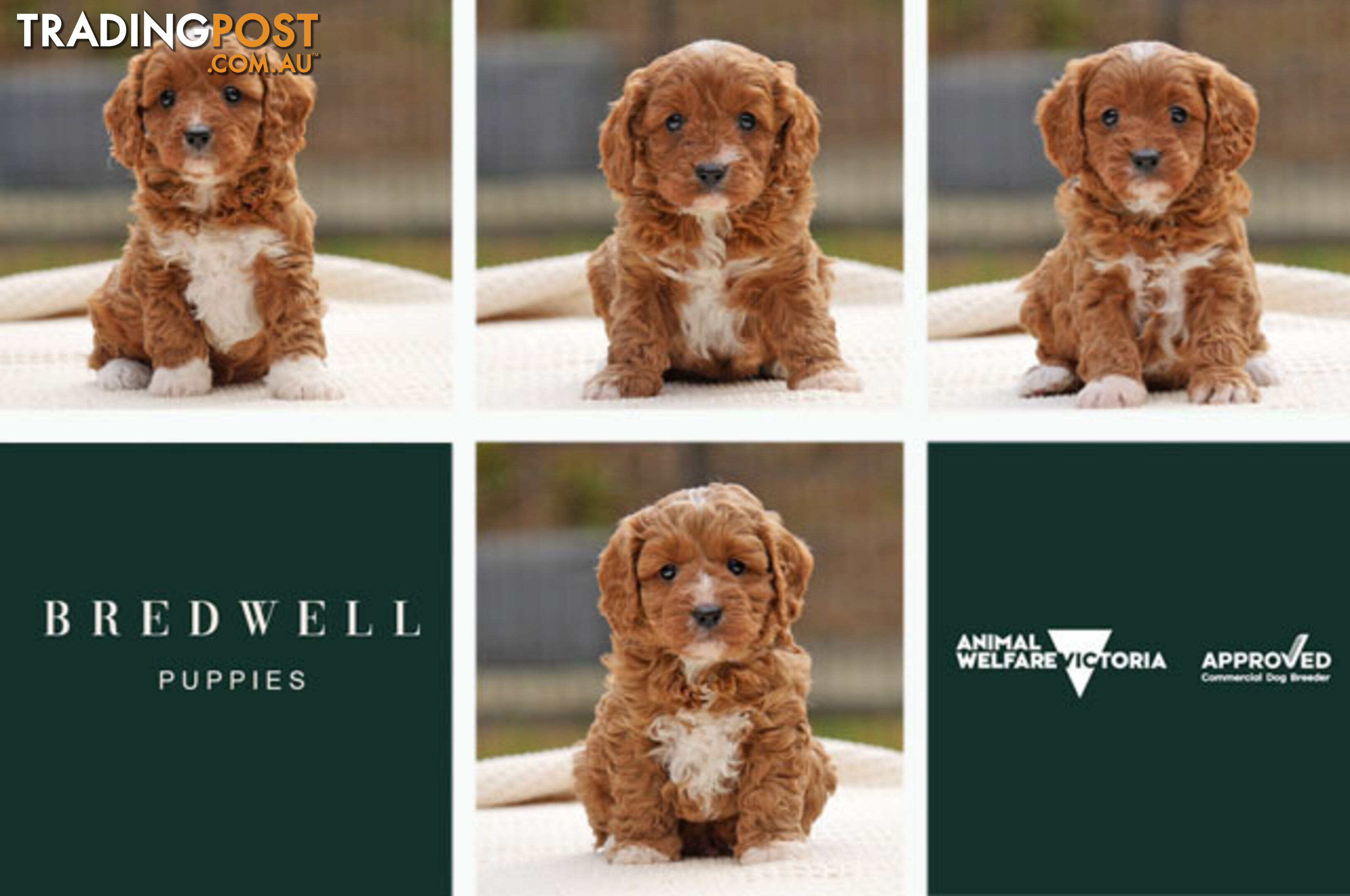 CAVOODLE PUPPIES | REGISTERED BREEDER | DNA CLEARED