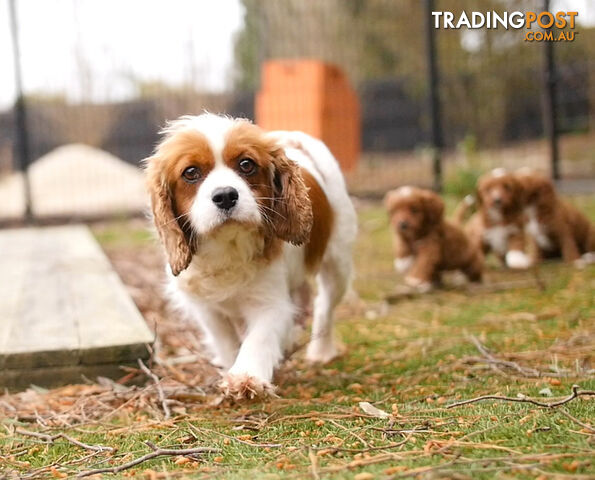 CAVOODLE PUPPIES | REGISTERED BREEDER | DNA CLEARED