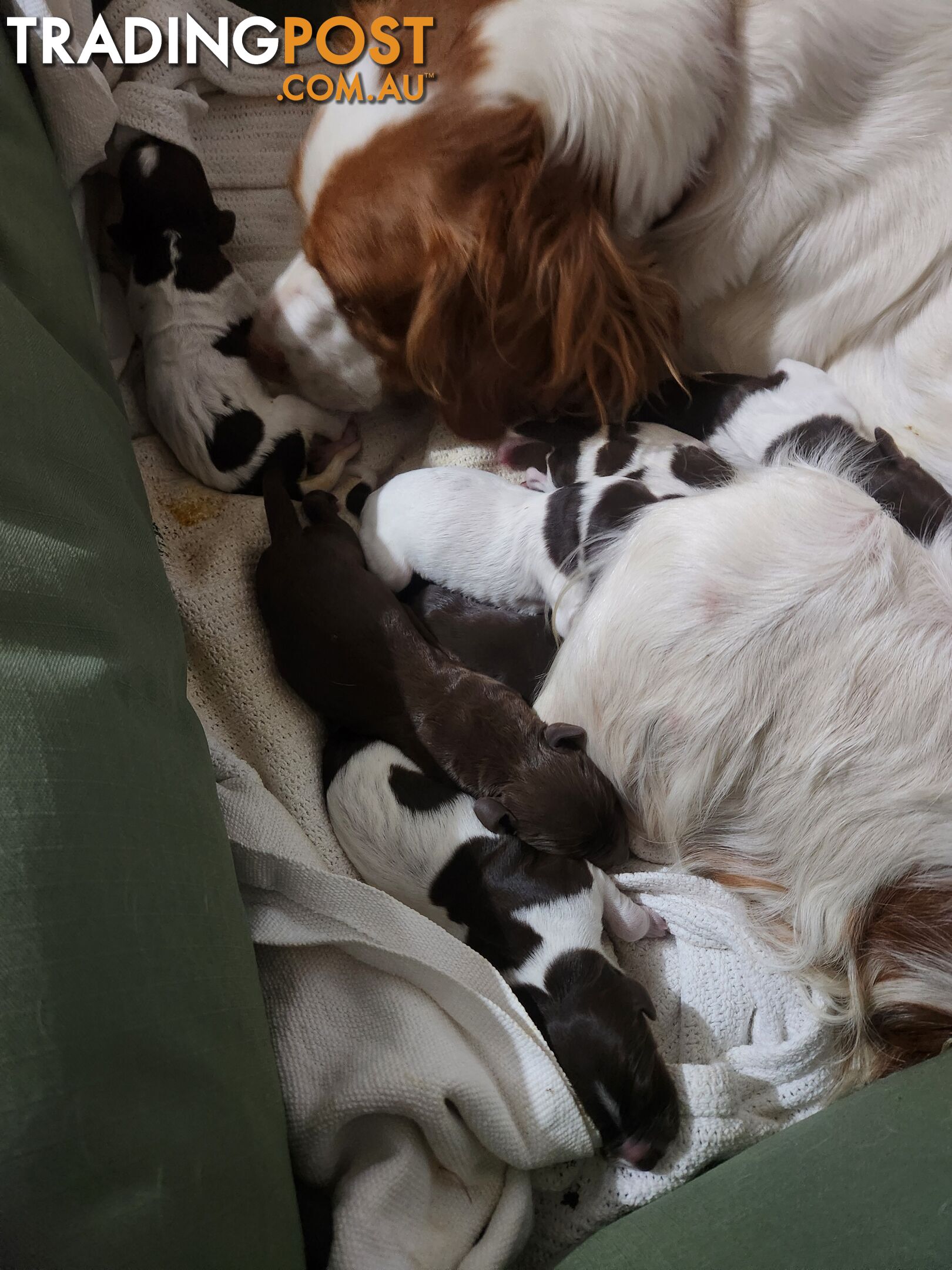 Brittany spaniel x gsp puppies