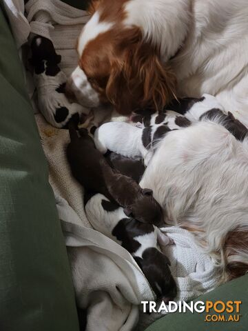 Brittany spaniel x gsp puppies