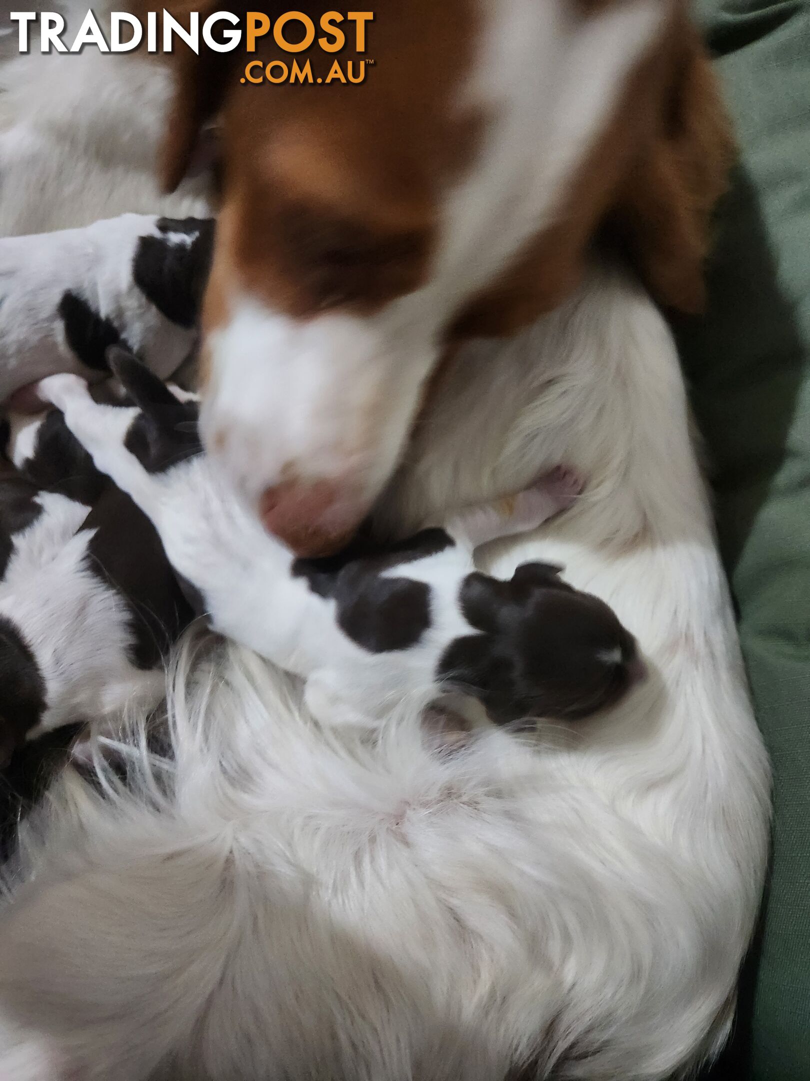 Brittany spaniel x gsp puppies