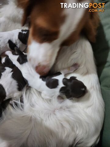 Brittany spaniel x gsp puppies