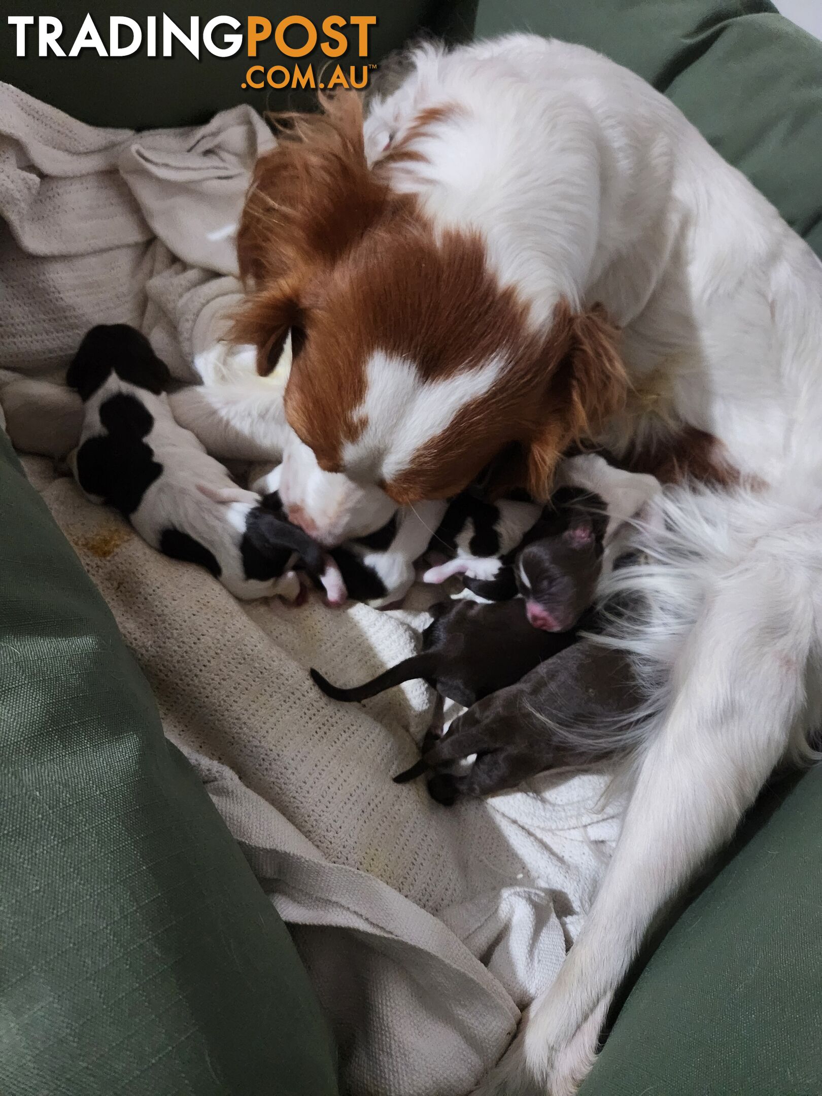 Brittany spaniel x gsp puppies