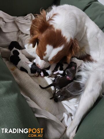 Brittany spaniel x gsp puppies