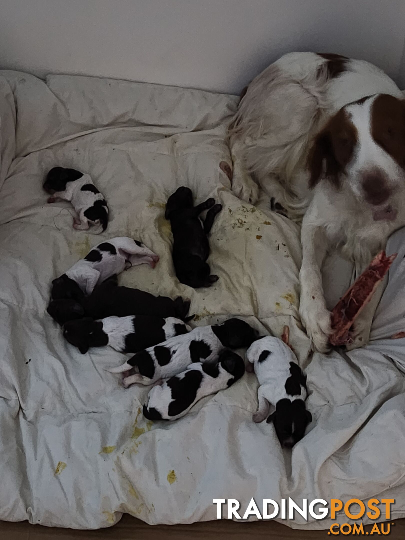 Brittany spaniel x gsp puppies