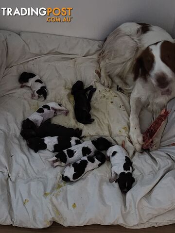 Brittany spaniel x gsp puppies