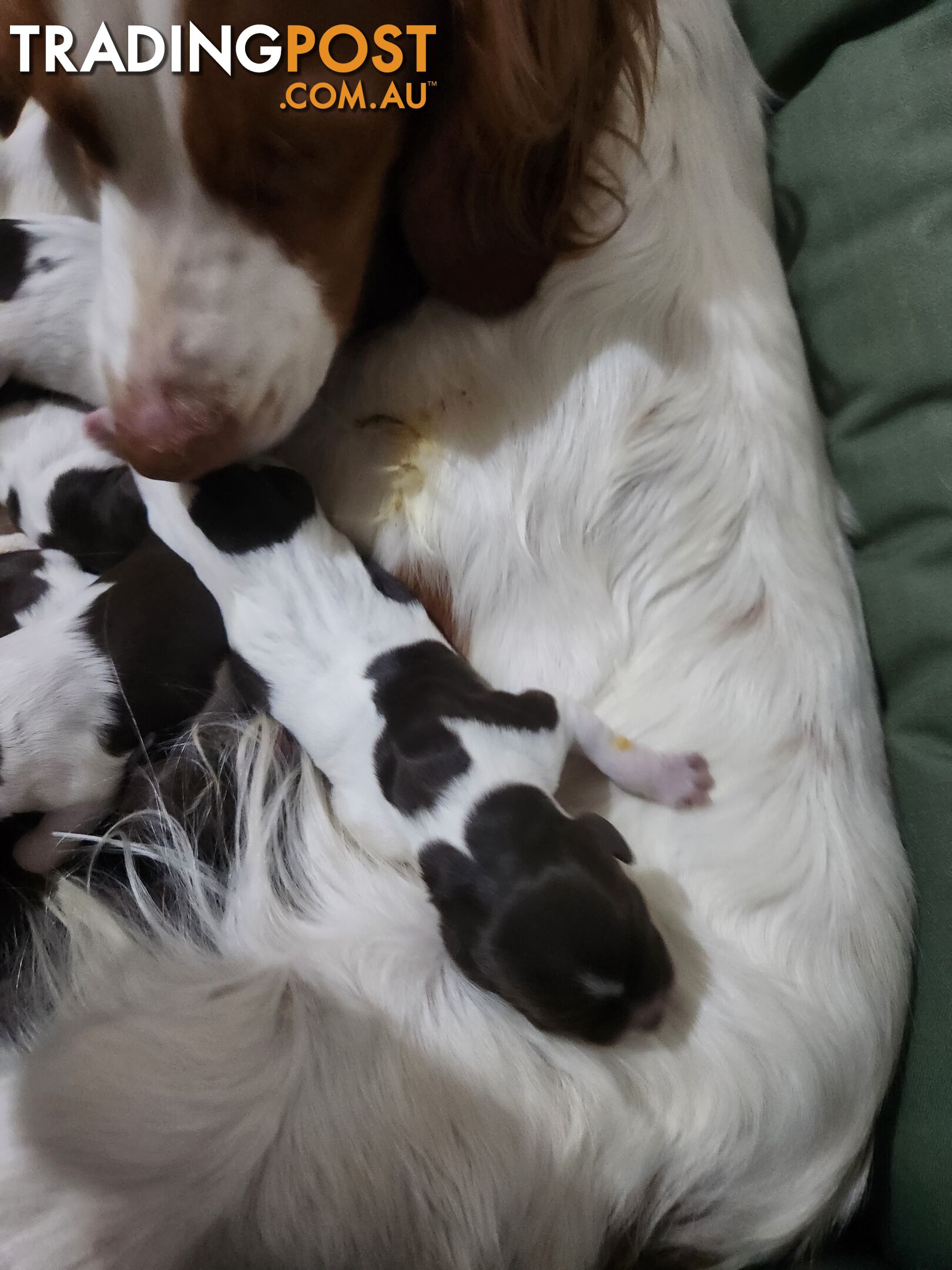 Brittany spaniel x gsp puppies