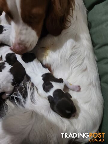 Brittany spaniel x gsp puppies