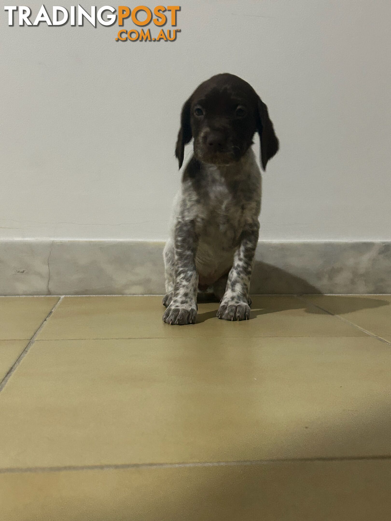 Brittany spaniel x gsp puppies