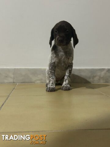 Brittany spaniel x gsp puppies