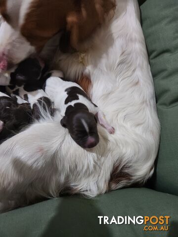 Brittany spaniel x gsp puppies