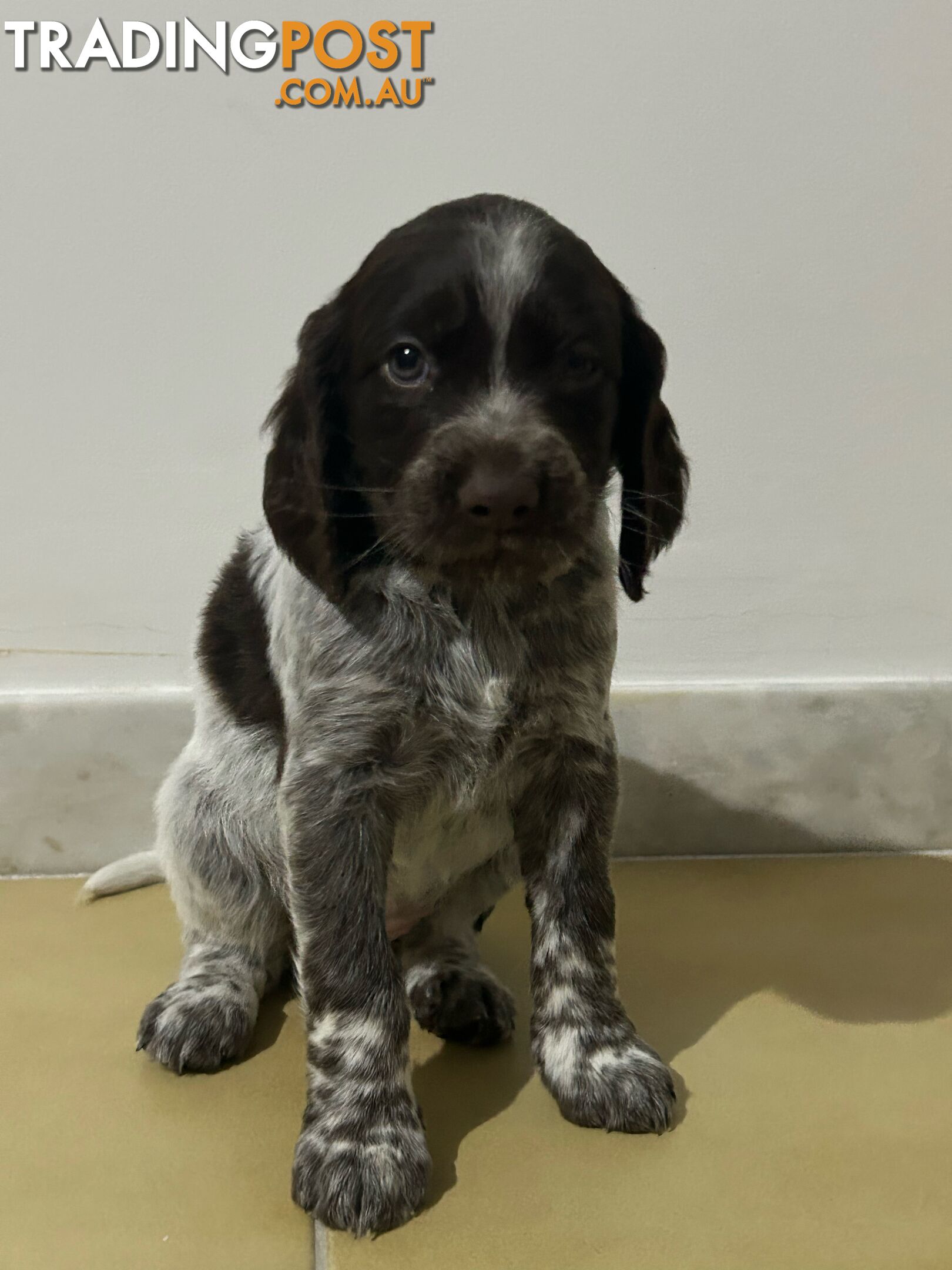 Brittany spaniel x gsp puppies