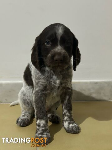 Brittany spaniel x gsp puppies