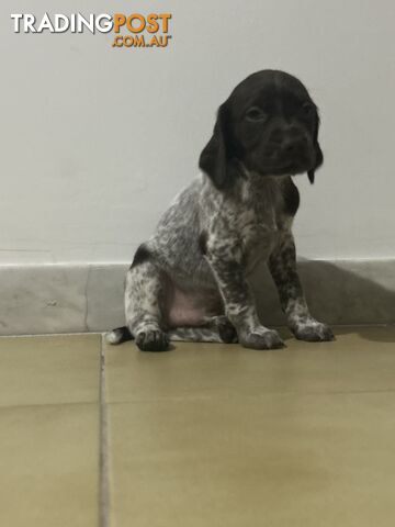 Brittany spaniel x gsp puppies