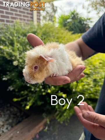 Guinea Pigs Available