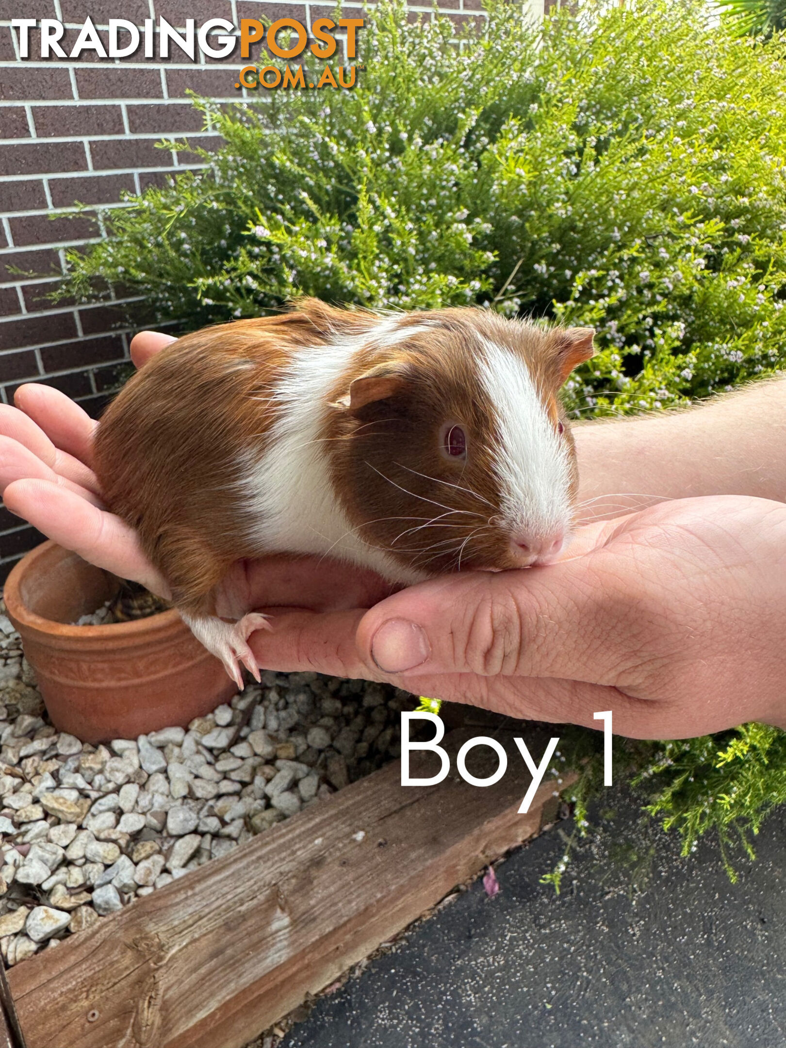 Guinea Pigs Available