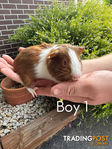 Guinea Pigs Available