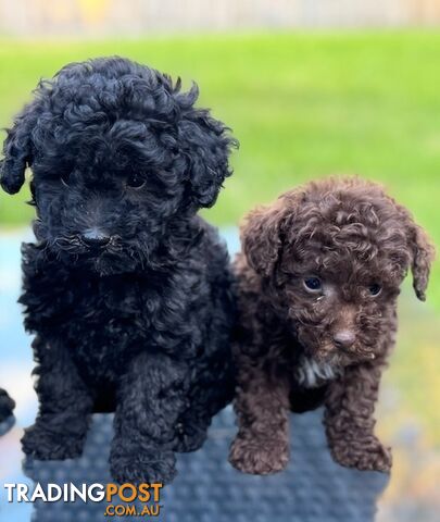 Christmas puppies avail now. Toy poodle, pure, baby boys. Oakleigh. Free deliv.