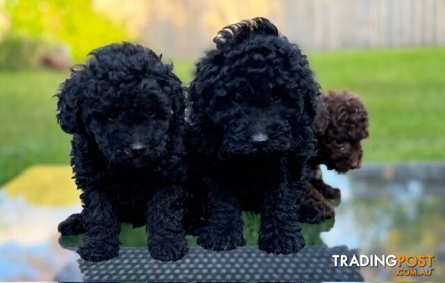 Christmas puppies avail now. Toy poodle, pure, baby boys. Oakleigh. Free deliv.