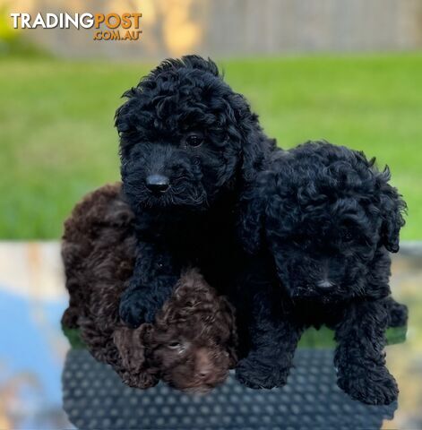 Christmas puppies avail now. Toy poodle, pure, baby boys. Oakleigh. Free deliv.