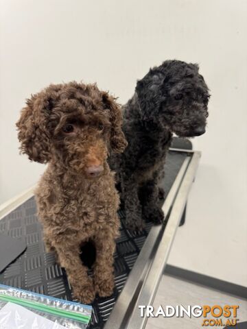 Christmas puppies avail now. Toy poodle, pure, baby boys. Oakleigh. Free deliv.