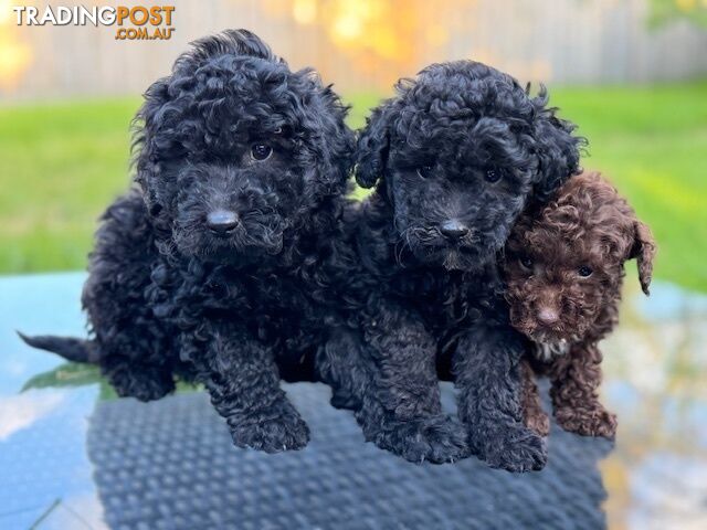 Christmas puppies avail now. Toy poodle, pure, baby boys. Oakleigh. Free deliv.