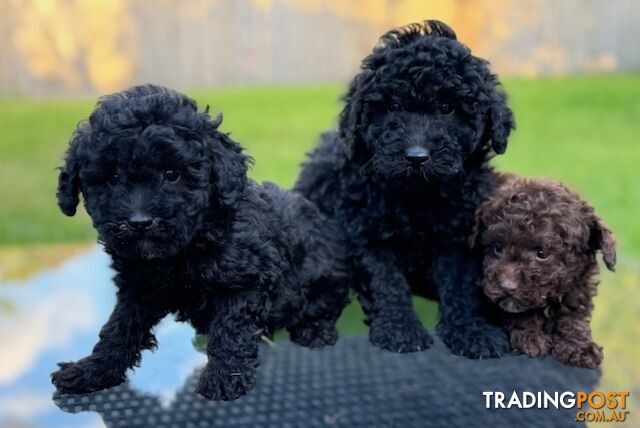 Christmas puppies avail now. Toy poodle, pure, baby boys. Oakleigh. Free deliv.