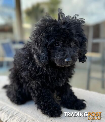 Christmas puppies avail now. Toy poodle, pure, baby boys. Oakleigh. Free deliv.