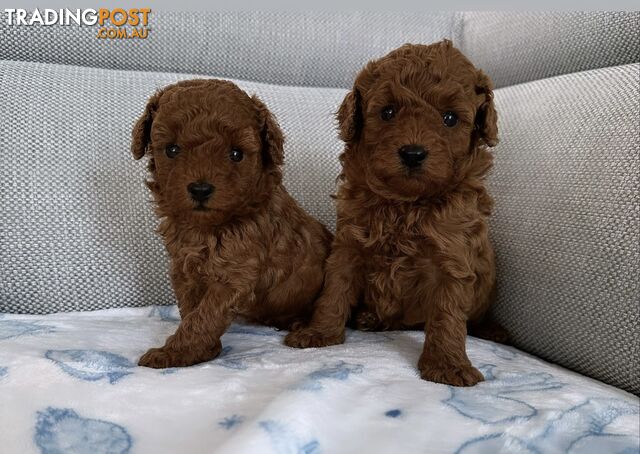 Toy poodle puppies for sale cheap trading post