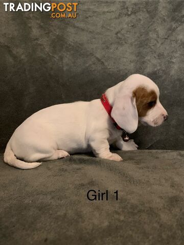 dachshunds Puppies For sale