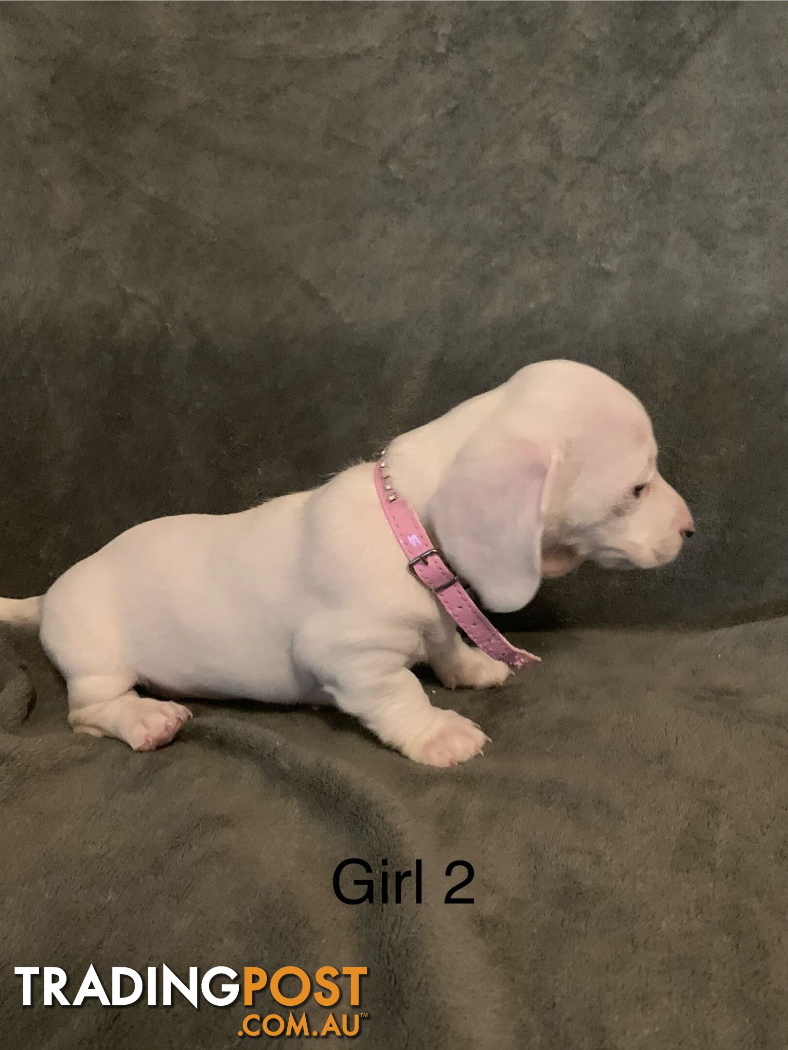 dachshunds Puppies For sale