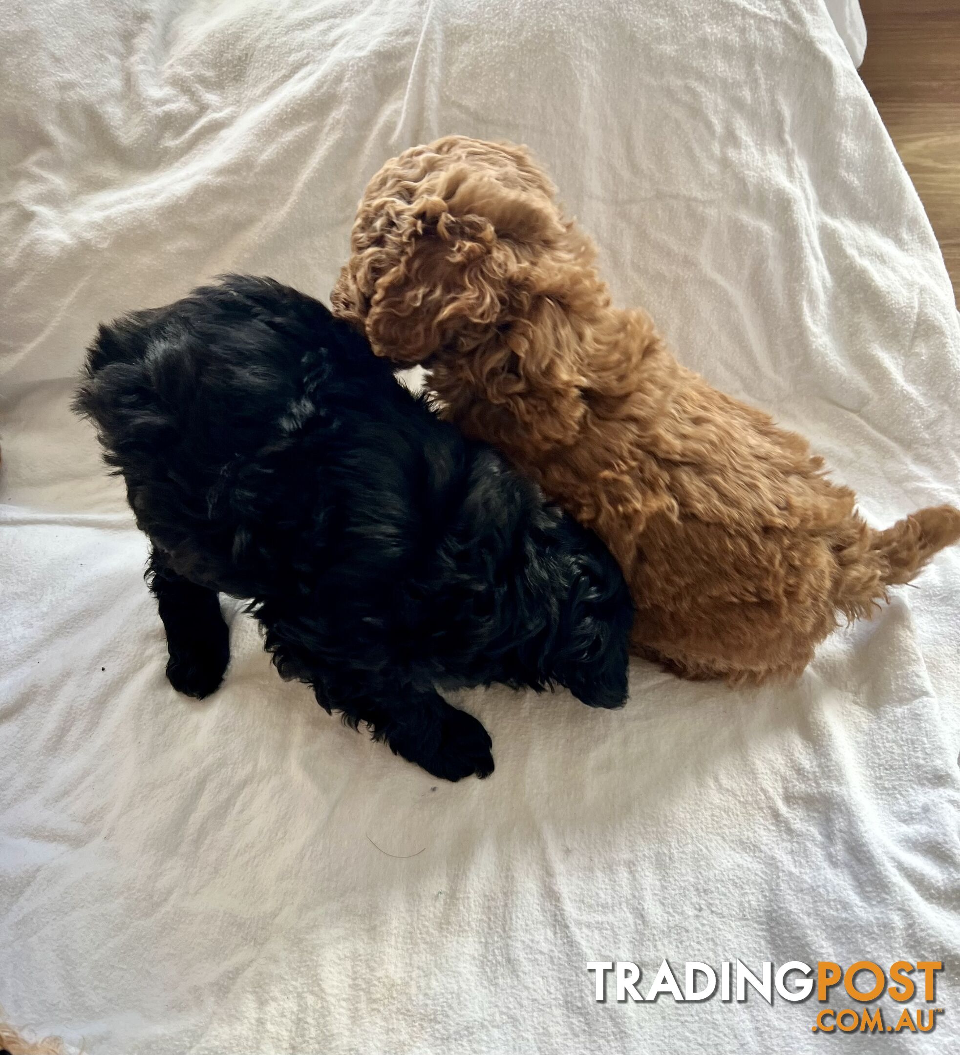 Toy Cavoodles