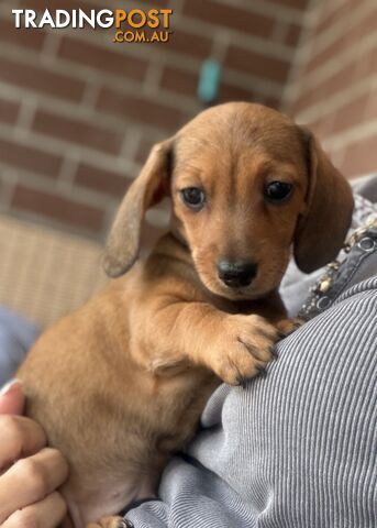 Minature Dachshunds