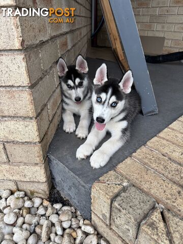 Siberian husky puppies