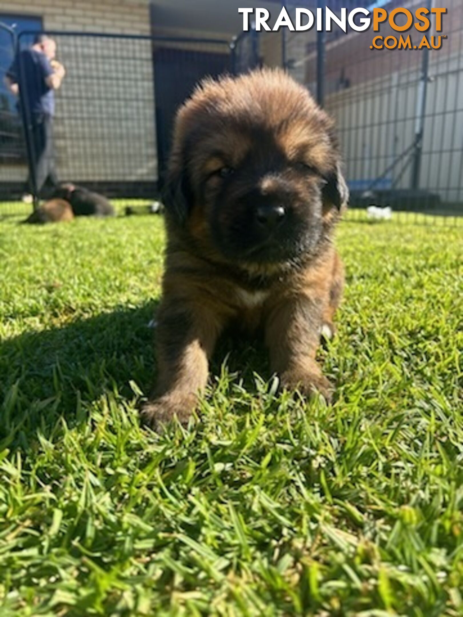 Tibetan mastiff puppies