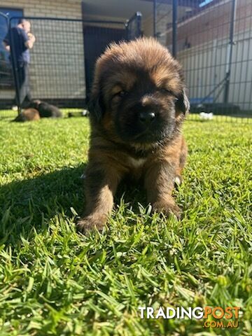 Tibetan mastiff puppies