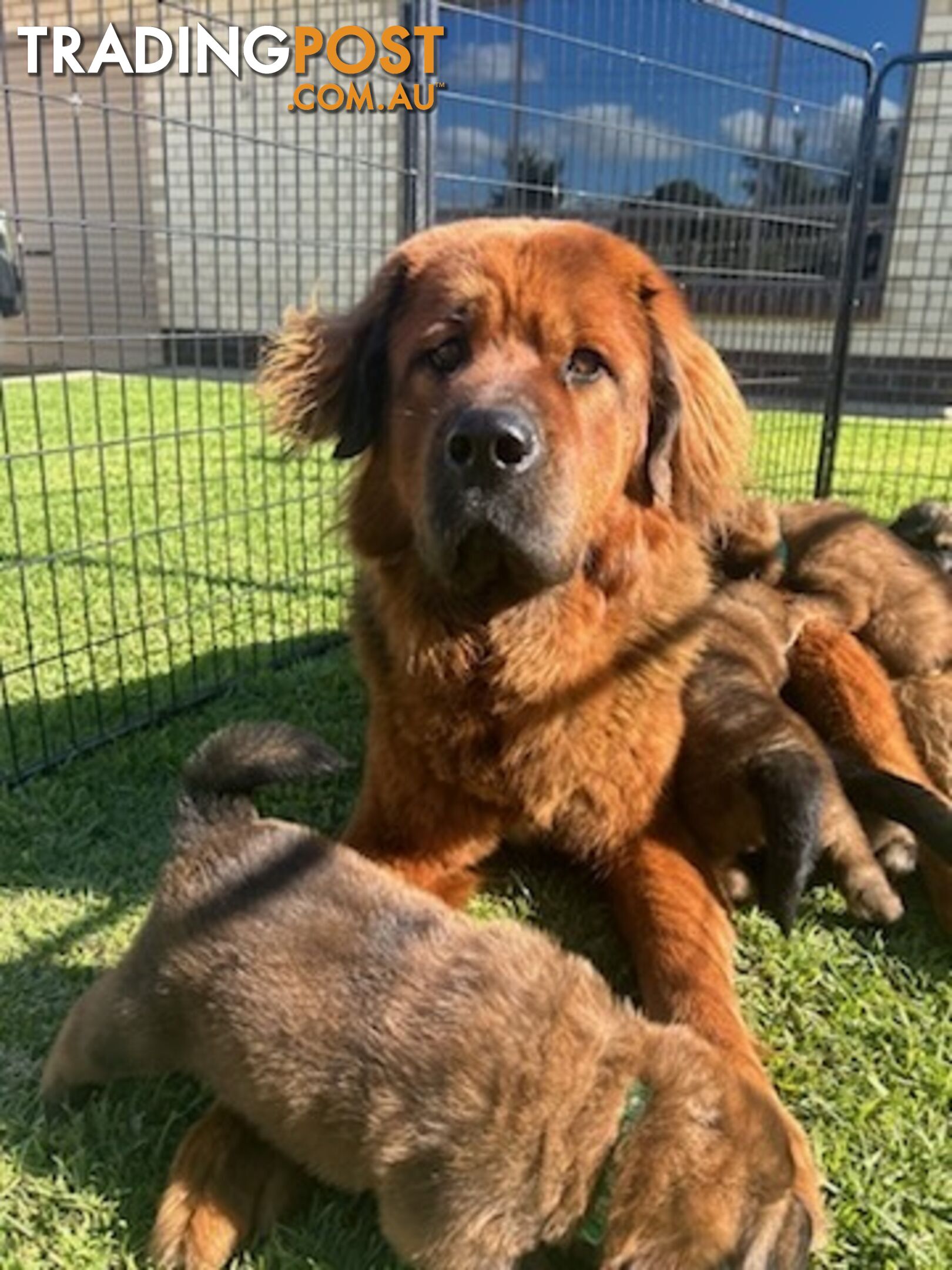 Tibetan mastiff puppies