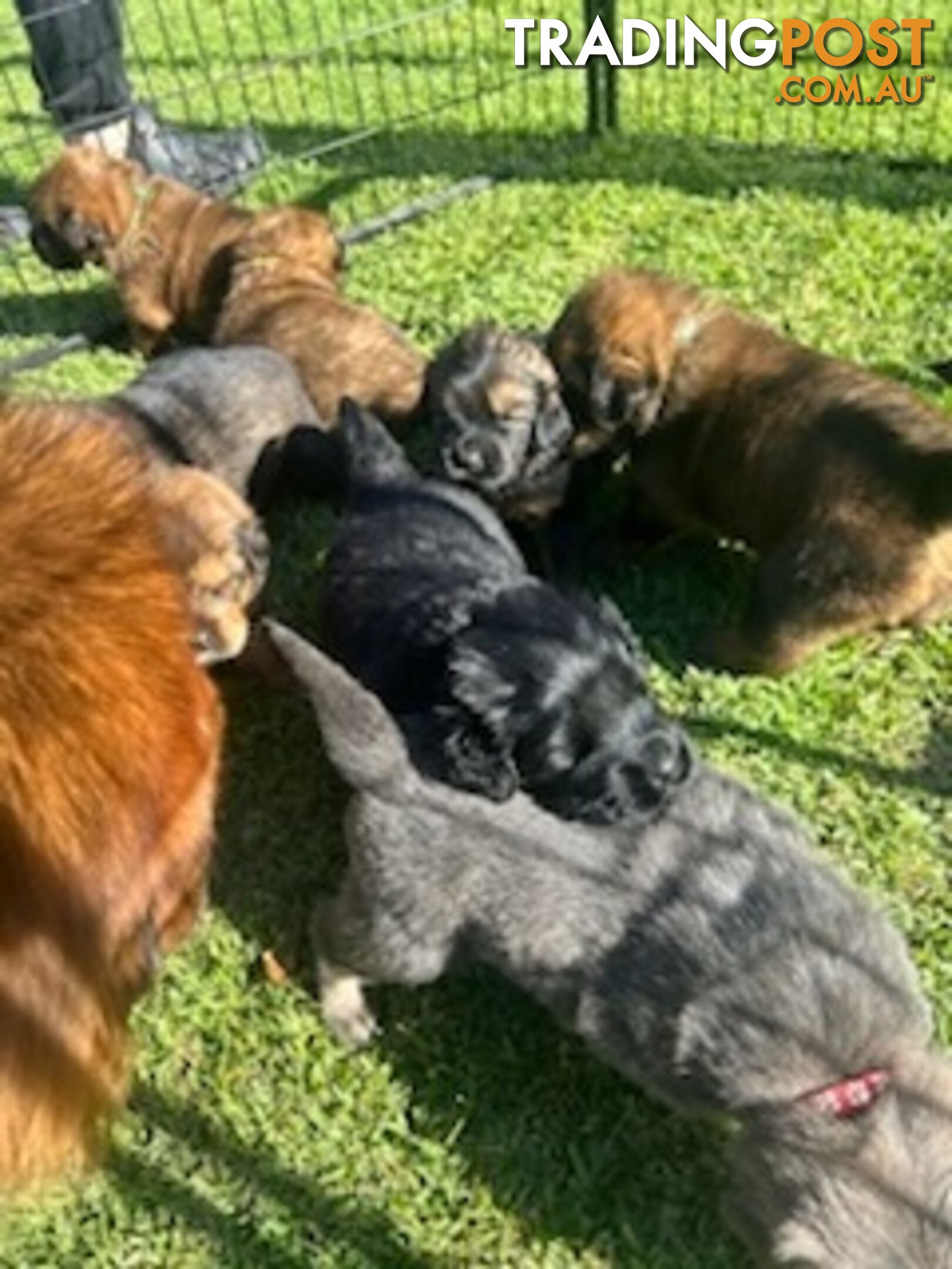 Tibetan mastiff puppies